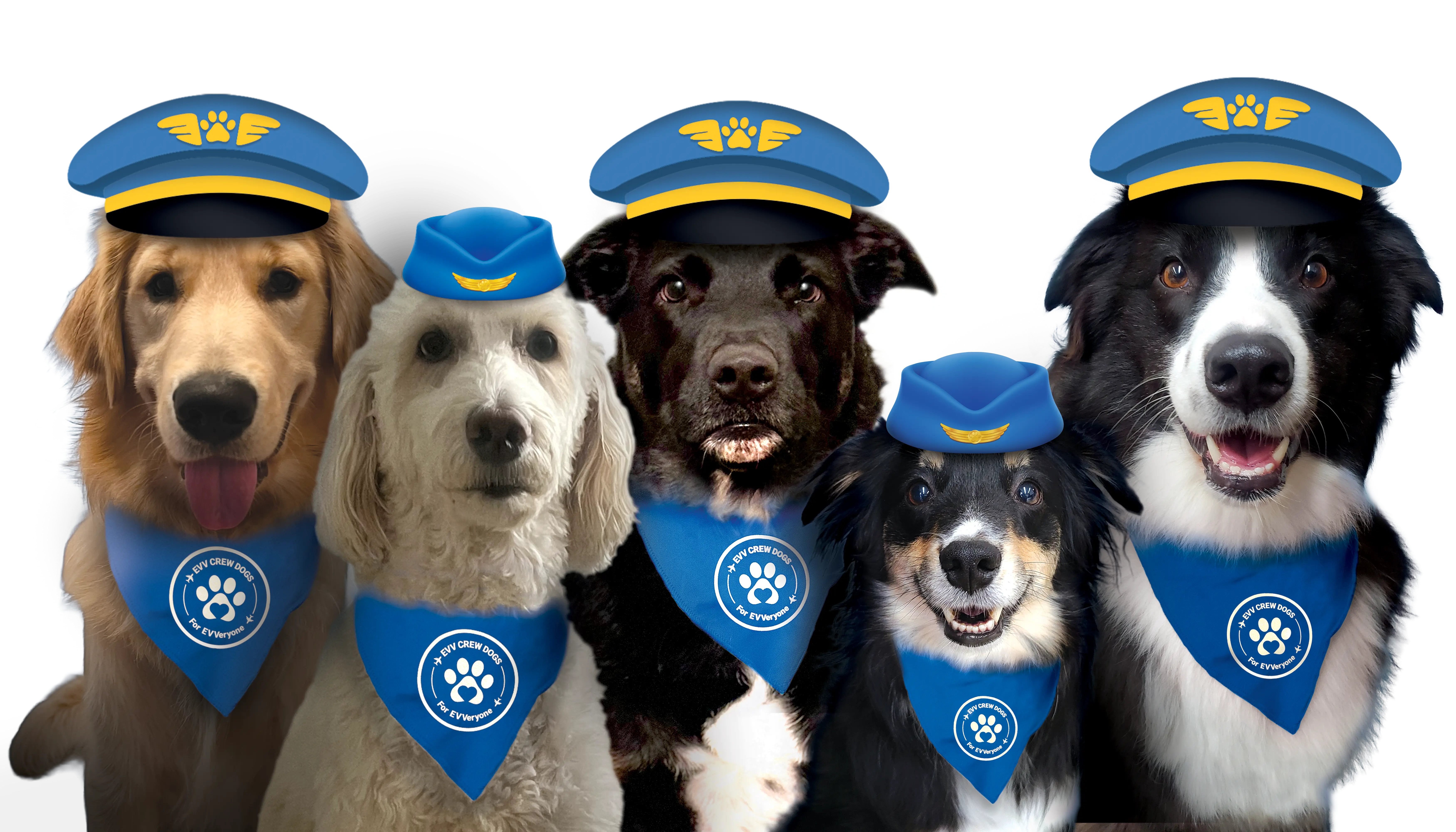 The Therapy Dogs